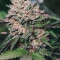 Семена сорта Cookies USA fem (Pyramid Seeds)