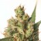 Семена сорта Buddha Calamity Jane Auto fem (Buddha Seeds)