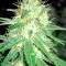 Семена сорта Original Amnesia fem (Dinafem Seeds)