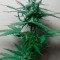 Семена сорта Critical Jack Herer Auto fem (Delicious Seeds)