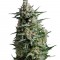 Семена сорта Anesthesia fem (Pyramid Seeds)