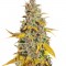 Семена сорта Lemon Kush fem (Female Seeds)