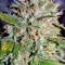 Семена сорта Jack Herer fem (Green House Seeds)