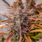 Семена сорта Purple Punch OG XL Auto fem (Sweet Seeds)