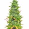 Семена сорта Choco Bud fem (Vision Seeds)