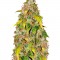 Семена сорта Lowryder Auto Fem (Vision Seeds)