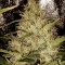 Семена сорта Pure AK fem (Female Seeds)