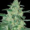 Семена сорта Holy Grail 69 fem (Samsara Seeds)