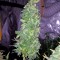 Семена конопли Moby Dick XXL Autoflowering fem