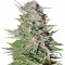 Семена сорта Super Lemon Haze Auto fem (Green House Seeds)