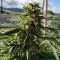 Семена сорта Sour Diesel (Sativa's Sour Diesel) reg