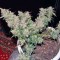 Семена сорта S.A.D. Sweet Afgani Delicious Auto fem (Sweet Seeds)