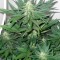 Сорт конопли Armata Skunk
