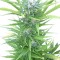 Семена сорта Northern Light Automatic fem (Royal Queen Seeds)