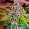 Семена сорта Purple Punch X Lemon Drizzle fem от Barney's Farm