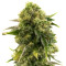 Семена сорта Different Gorilla fem (AlphaFem Seeds)