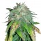 Семена сорта Alpujarrena fem (Pyramid Seeds)