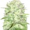 Семена сорта Thunderstruck fem (Sumo Seeds)