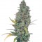 Семена сорта Strawberry Amnesia fem (Dinafem Seeds)