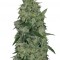 Семена сорта Osiris fem (Pyramid Seeds)