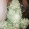 Семена сорта Fruit Punch fem (Heavyweight Seeds)