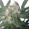 Семена сорта Royal Bluematic Auto fem (Royal Queen Seeds)