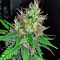 Семена сорта Mohan Ram Auto fem (Sweet Seeds)