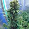 Семена сорта New York Power Diesel fem (Nirvana Seeds)