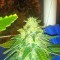 Семена сорта Russian Snow fem (Vision Seeds)