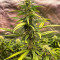 Семена сорта Sour Diesel Auto fem (Herbies Seeds)