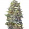 Семена сорта Caramel Kush fem (00 Seeds)