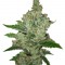 Семена сорта Super Lemon Haze fem (Green House Seeds)