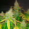 Семена сорта Auto Northern Lights XXL fem (00 Seeds)