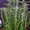 Семена сорта Kaia Kush fem (Green House Seed)