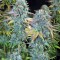 Семена сорта Serious Happiness reg (Serious Seeds)