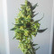 Семена сорта Vision Critical Auto Fem (Vision Seeds)