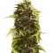 Семена сорта Bubba Cheese Auto fem (Humboldt Seeds)