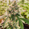 Семена сорта Wedding Cake Autoflower fem (Easy Grow Seeds)