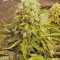 Семена сорта Killer Kush Auto fem (Sweet Seeds)