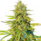 Семена сорта Gorilla Glue #4 Fast Version fem (Easy Grow Seeds)