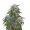 Семена сорта Medical VIP fem (VIP seeds)