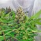 Сорт каннабиса CBD Kush 