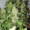 Семена сорта Bubble Gum fem (Serious Seeds)