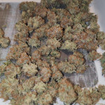 gmo-zkittlez-f1-reg-ethos-genetics.jpg
