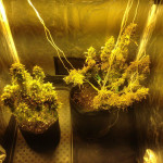 -speed-auto-sweet-seeds.jpg