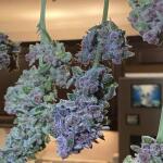 purple-punch-fem-barneys-farm.jpg