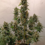 sour-jealousy-auto-fem-fastbuds.jpg