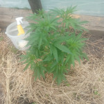 auto-northern-light-fem-victory-seeds.jpg