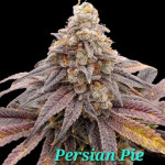 persian-pie-fem-ghs.jpg