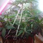 six-shooter-auto-fem-fastbuds.jpg